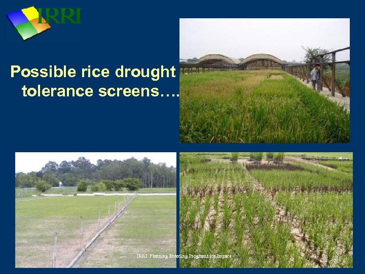 Possible rice drought tolerance screens…. IRRI: Planning Breeding Programs for Impact 