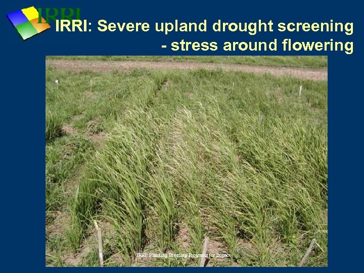 IRRI: Severe upland drought screening - stress around flowering IRRI: Planning Breeding Programs for