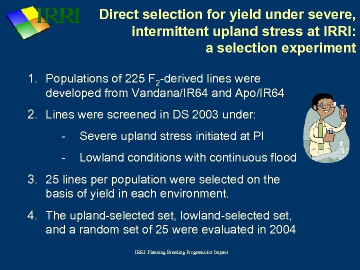 Direct selection for yield under severe, intermittent upland stress at IRRI: a selection experiment