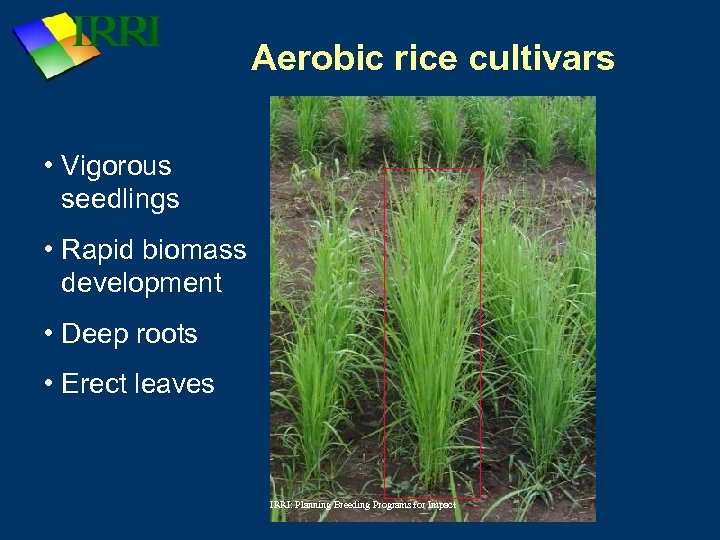 Aerobic rice cultivars • Vigorous seedlings • Rapid biomass development • Deep roots •