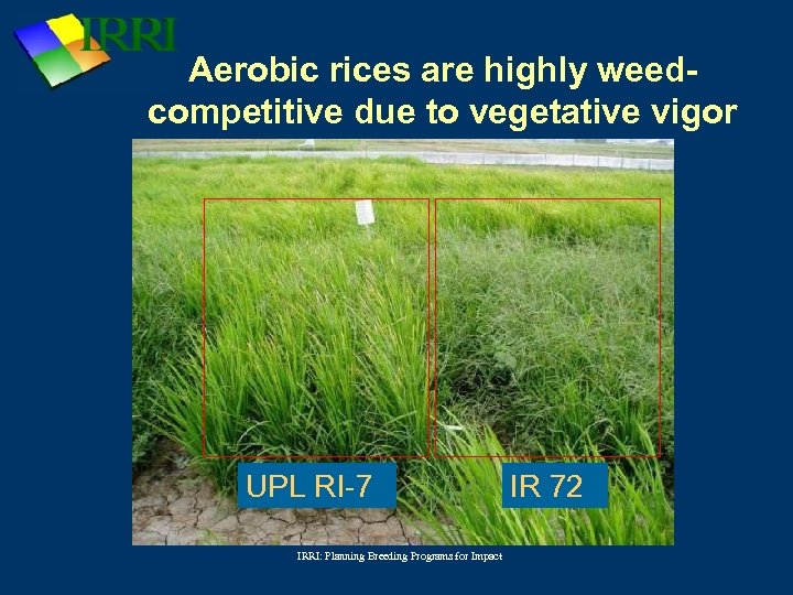 Aerobic rices are highly weedcompetitive due to vegetative vigor UPL RI-7 IRRI: Planning Breeding