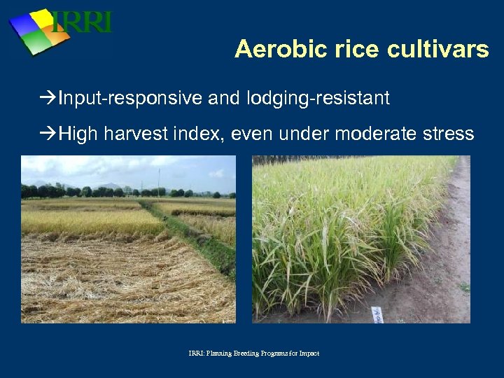 Aerobic rice cultivars Input-responsive and lodging-resistant High harvest index, even under moderate stress IRRI: