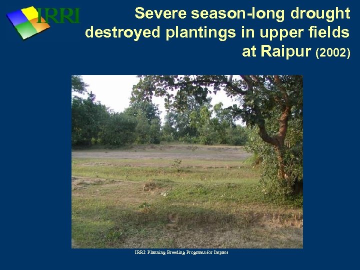 Severe season-long drought destroyed plantings in upper fields at Raipur (2002) IRRI: Planning Breeding