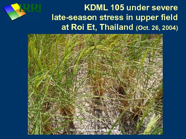 KDML 105 under severe late-season stress in upper field at Roi Et, Thailand (Oct.