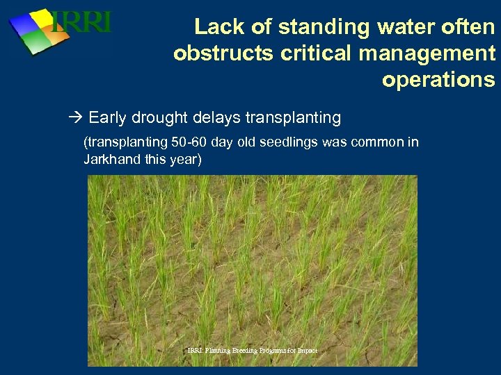 Lack of standing water often obstructs critical management operations Early drought delays transplanting (transplanting