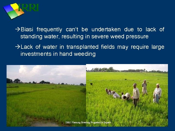  Biasi frequently can’t be undertaken due to lack of standing water, resulting in