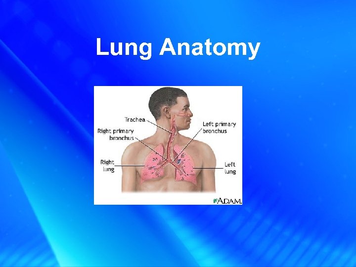 Lung Anatomy 