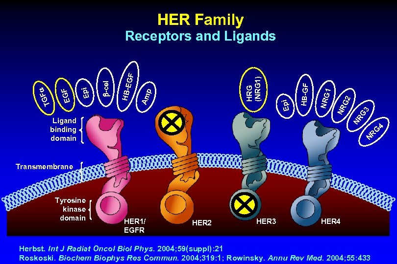 HER Family Ligand binding domain 3 NR G 2 1 NRG HB-GF Epi Am