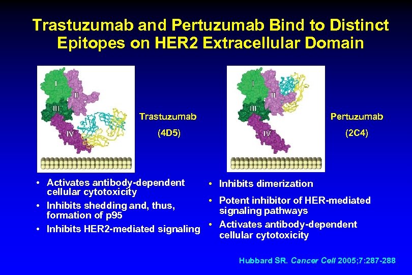 Trastuzumab and Pertuzumab Bind to Distinct Epitopes on HER 2 Extracellular Domain Trastuzumab Pertuzumab