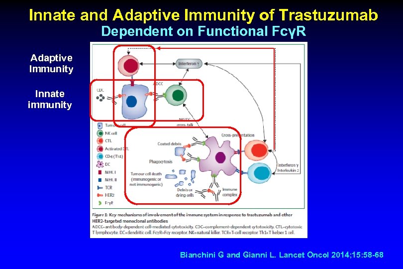 Innate and Adaptive Immunity of Trastuzumab Dependent on Functional FcγR Adaptive Immunity Innate immunity