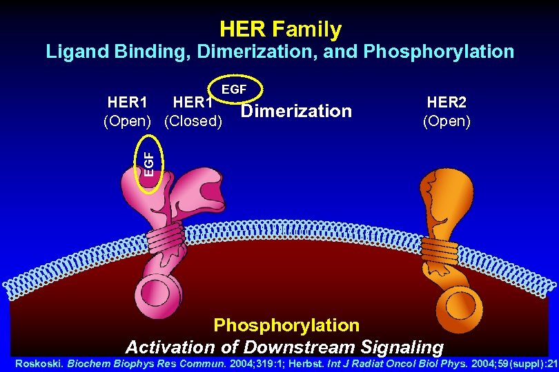 HER Family Ligand Binding, Dimerization, and Phosphorylation EGF Dimerization HER 2 (Open) EGF HER