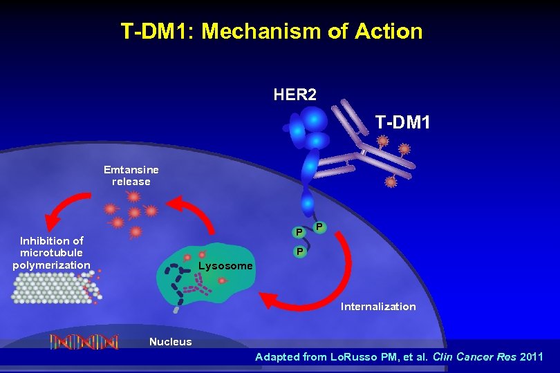 T-DM 1: Mechanism of Action HER 2 T-DM 1 Emtansine release P Inhibition of