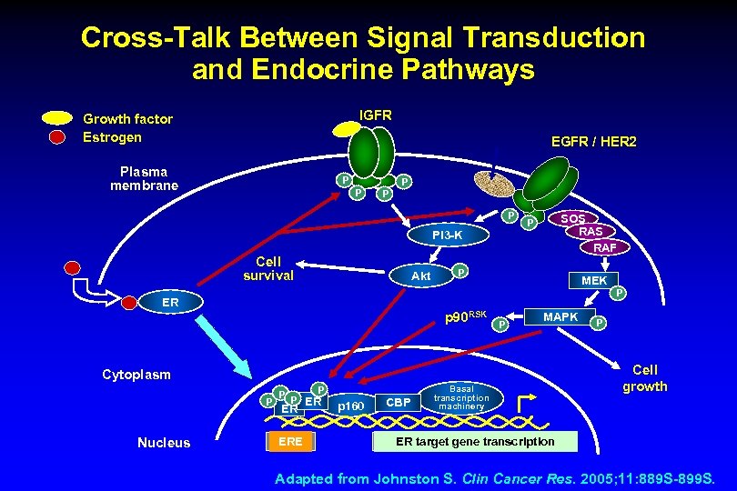 Cross-Talk Between Signal Transduction and Endocrine Pathways IGFR Growth factor Estrogen EGFR / HER