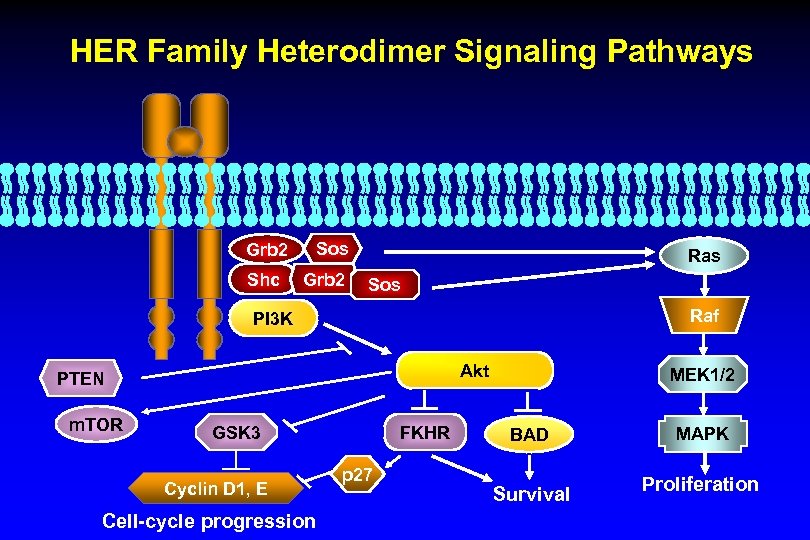 HER Family Heterodimer Signaling Pathways Grb 2 Shc Sos Grb 2 Ras Sos Raf