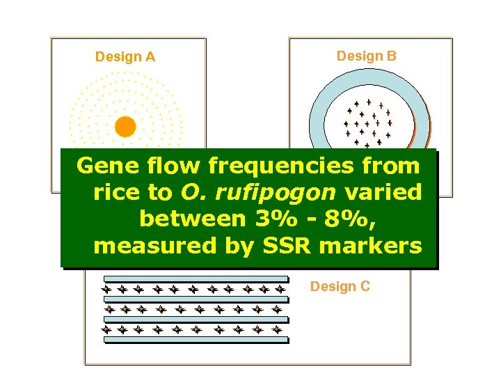 Design A Design B Gene flow frequencies from rice to O. rufipogon varied betweenrufipogon