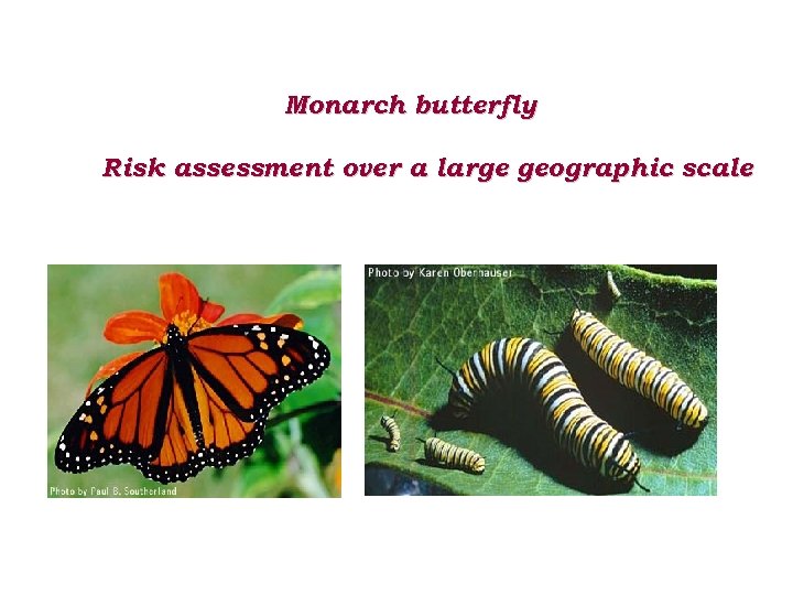 Monarch butterfly Risk assessment over a large geographic scale 