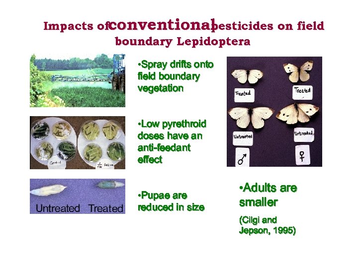 Impacts ofconventional pesticides on field boundary Lepidoptera • Spray drifts onto field boundary vegetation
