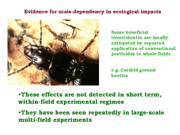 Evidence for scale-dependency in ecological impacts Some beneficial invertebrates are locally extirpated by repeated