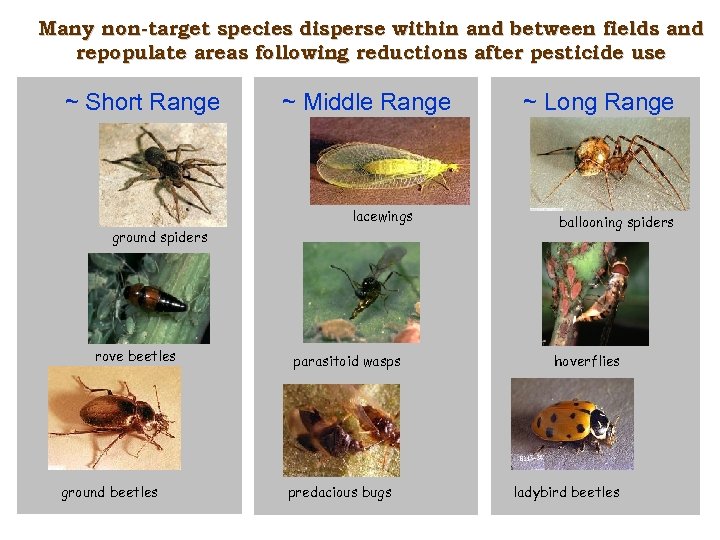 Many non-target species disperse within and between fields and repopulate areas following reductions after