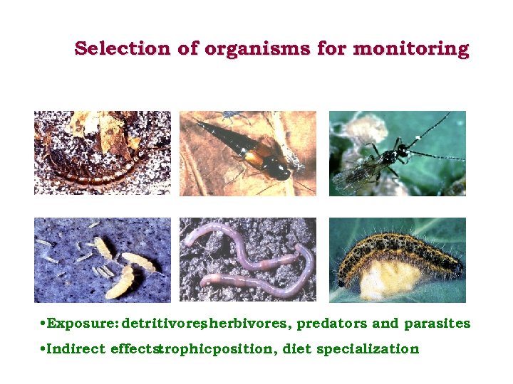 Selection of organisms for monitoring • Exposure: detritivores herbivores, predators and parasites , •