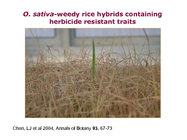 O. sativa-weedy rice hybrids containing herbicide resistant traits Chen, LJ et al 2004, Annals