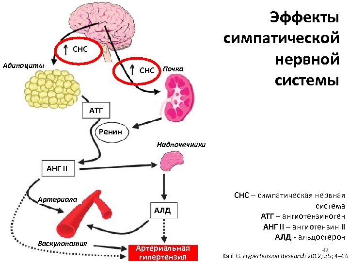 СНС Адипоциты СНС Почка Эффекты симпатической нервной системы АТГ Ренин Надпочечники АНГ II Артериола