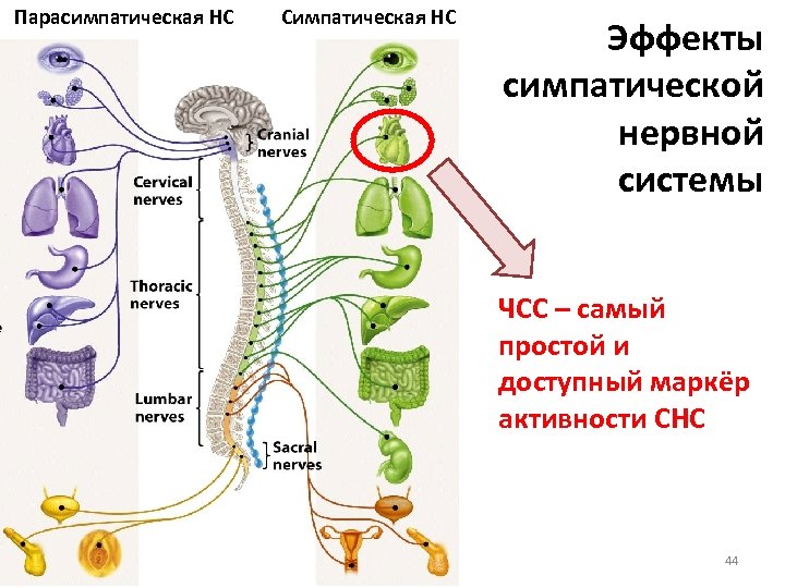 Симпатическая нервная система анатомия презентация