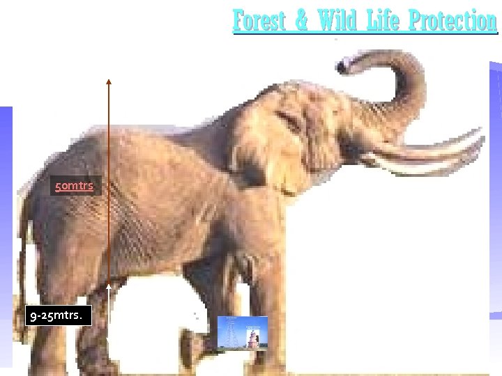 Forest & Wild Life Protection 50 mtrs 9 -25 mtrs. 41 