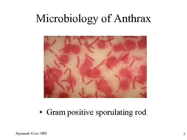 Microbiology of Anthrax • Gram positive sporulating rod Approved: 9 Jun 1999 5 