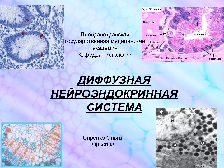 Днепропетровская государственная медицинская академия Кафедра гистологии ДИФФУЗНАЯ НЕЙРОЭНДОКРИННАЯ СИСТЕМА Сиренко Ольга Юрьевна 