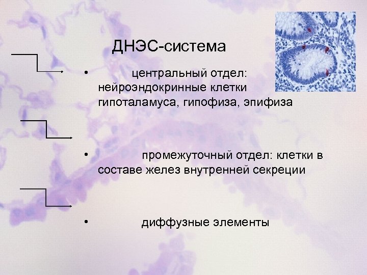 ДНЭС-система • центральный отдел: нейроэндокринные клетки гипоталамуса, гипофиза, эпифиза • промежуточный отдел: клетки в