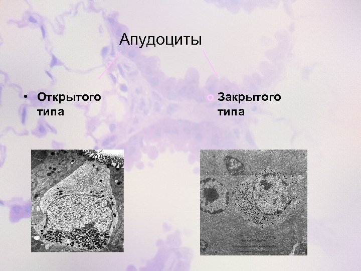 Апудоциты • Открытого типа Закрытого типа 