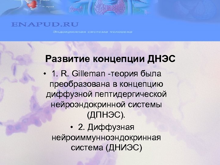 Развитие концепции ДНЭС • 1. R. Gilleman -теория была преобразована в концепцию диффузной пептидергической