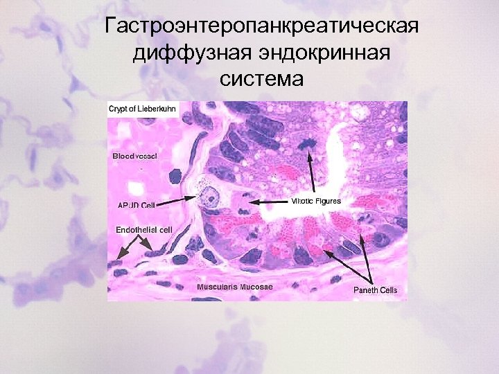 Гастроэнтеропанкреатическая диффузная эндокринная система 