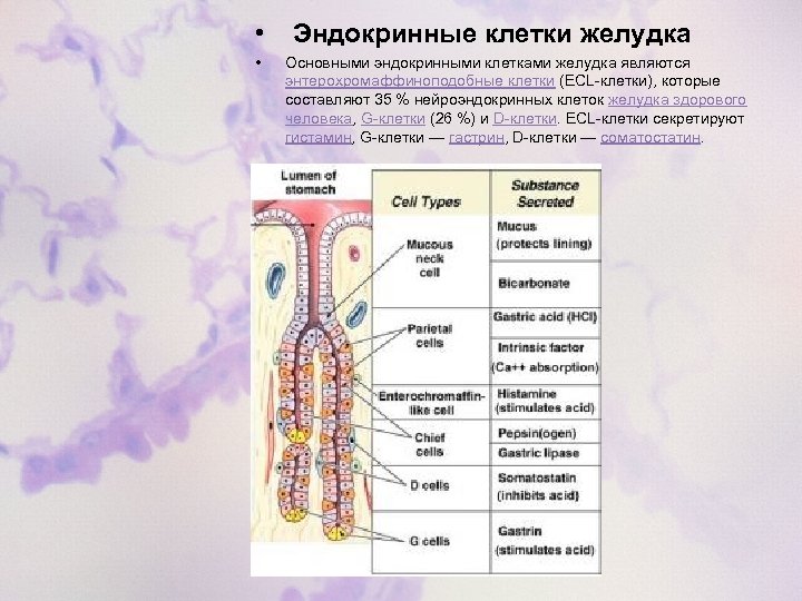  • Эндокринные клетки желудка • Основными эндокринными клетками желудка являются энтерохромаффиноподобные клетки (ECL-клетки),