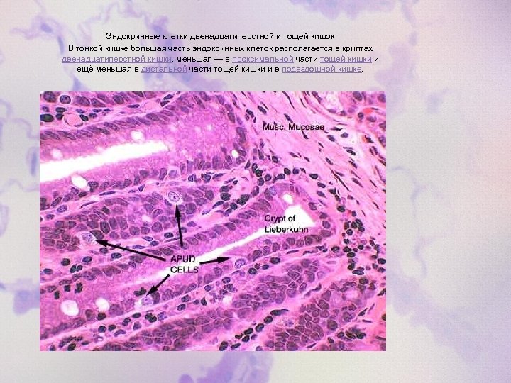 Эндокринные клетки двенадцатиперстной и тощей кишок В тонкой кишке большая часть эндокринных клеток располагается