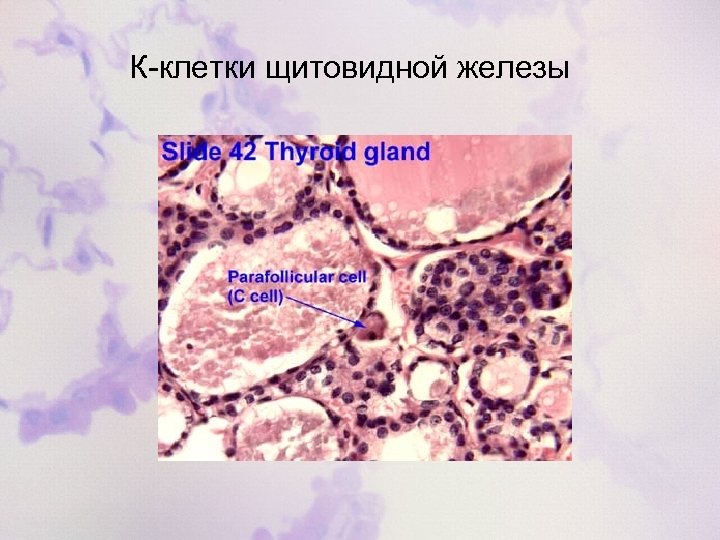 К-клетки щитовидной железы 