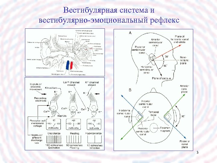 Вестибулярная система и вестибулярно-эмоциональный рефлекс 3 