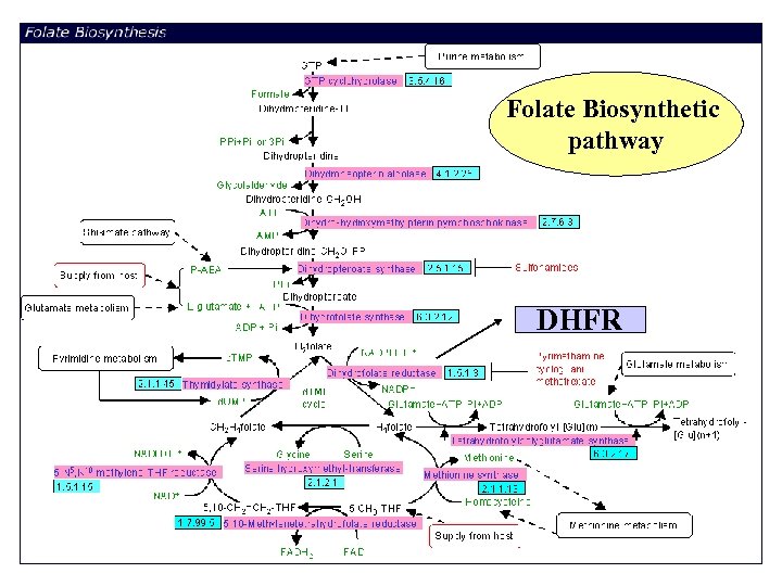 Folate Biosynthetic pathway DHFR 