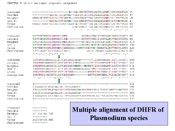 Multiple alignment of DHFR of Plasmodium species 