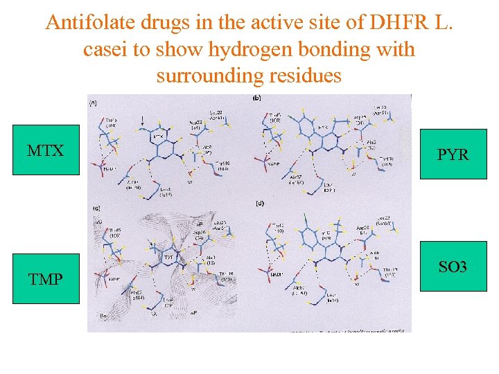 Antifolate drugs in the active site of DHFR L. casei to show hydrogen bonding