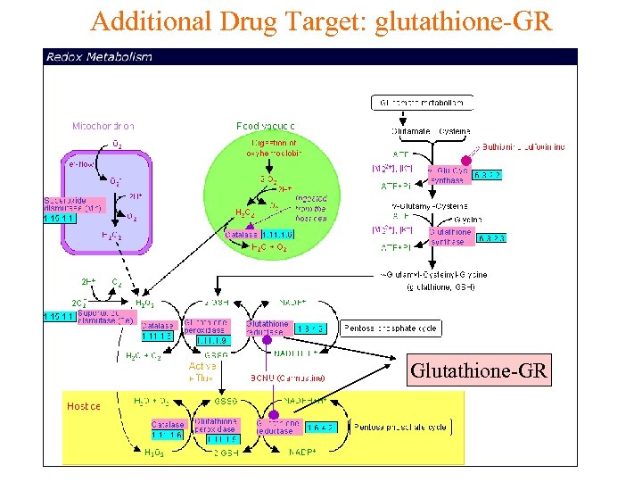 Additional Drug Target: glutathione-GR Glutathione-GR 