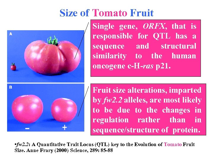 Size of Tomato Fruit Single gene, ORFX, that is responsible for QTL has a