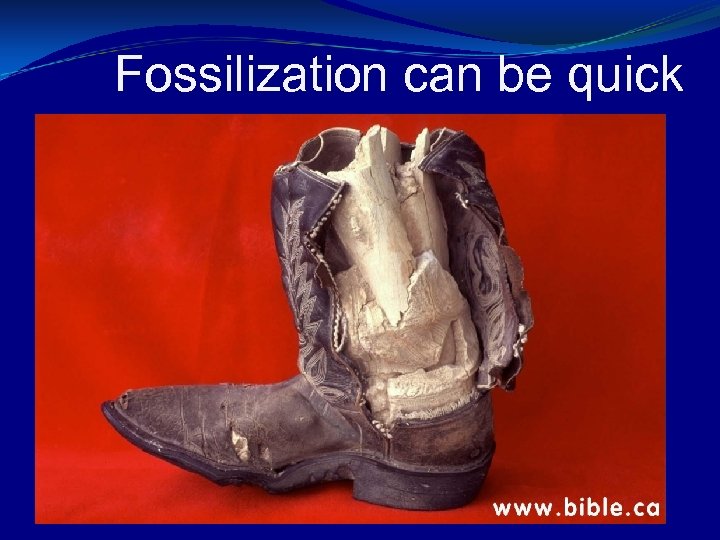 Fossilization can be quick 