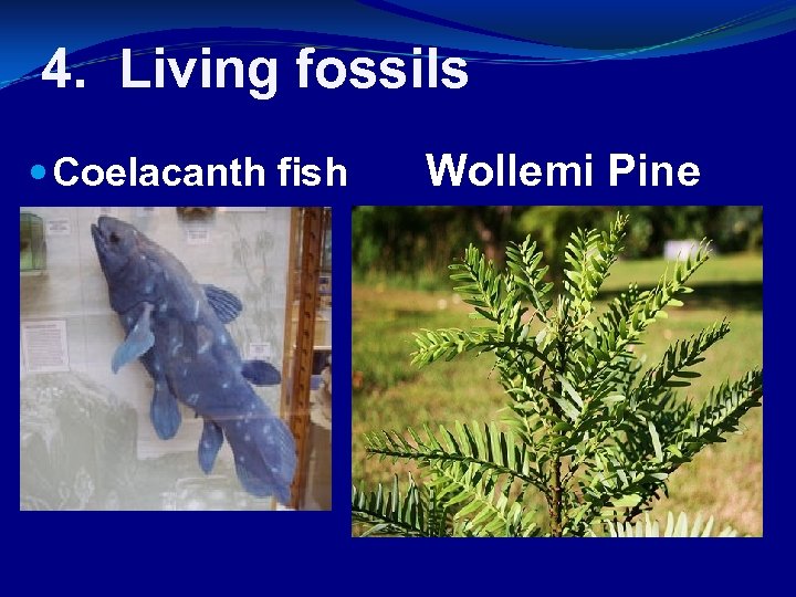 4. Living fossils Coelacanth fish Wollemi Pine 