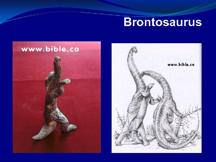 Brontosaurus 