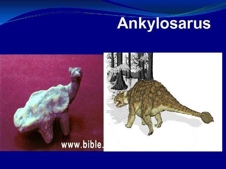 Ankylosarus 