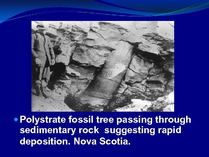  Polystrate fossil tree passing through sedimentary rock suggesting rapid deposition. Nova Scotia. 