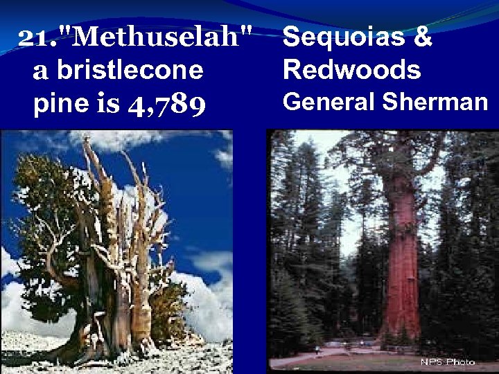 21. "Methuselah" Sequoias & a bristlecone Redwoods General Sherman pine is 4, 789 