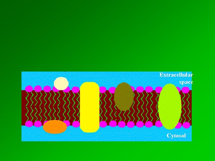 Extracellular space Cytosol 